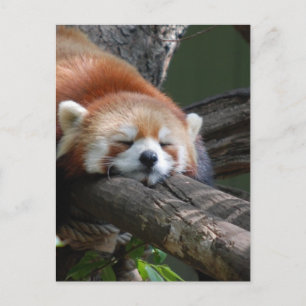 Carte postale Ours Panda Sleeping