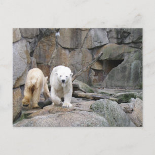 Carte postale OURS POLAIRE