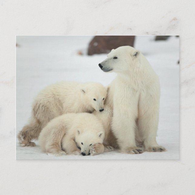 Carte Postale Ours Polaire Avec Cubs (Devant)