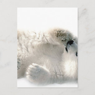 Carte Postale Ours polaire Cube Animal Arctic Froid Hiver