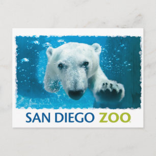 Carte Postale Ours polaire du zoo de San Diego