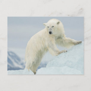 Carte Postale Ours polaire en été
