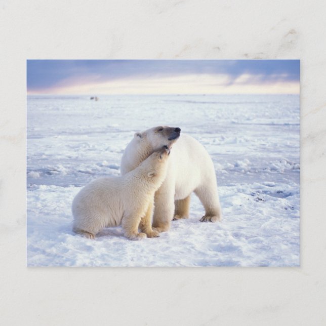 Carte Postale Ours polaire femelle avec ourson, meute (Devant)