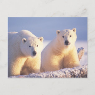 Carte Postale Ours polaire femelle avec ourson sur la banquise