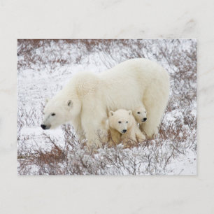 Carte Postale Ours polaire femelle et deux petits