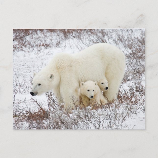 Carte Postale Ours polaire femelle et deux petits (Devant)