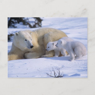 Carte Postale Ours polaire féminin allongé avec 2 coyscubs
