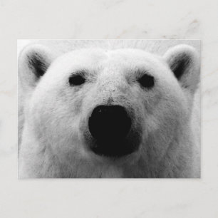 Carte Postale Ours polaire noir et blanc