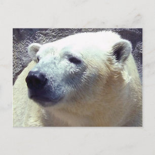 Carte Postale Ours polaire Photo Closeup Nikita Kansas City Zoo