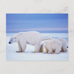 Carte Postale Ours polaire semé avec des petits