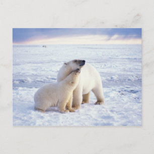 Carte Postale Ours polaire semé avec un petit, emballer