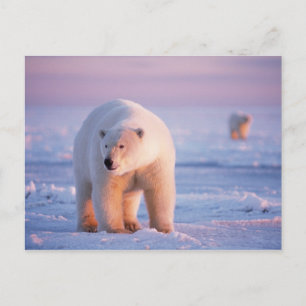 Carte Postale ours polaire, Ursus maritimus