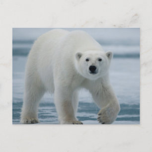 Carte Postale Ours polaire, Ursus Maritimus, Adulte