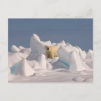 ours polaire, Ursus maritimus, dans la glace brute
