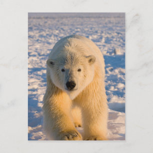 Carte Postale ours polaire, Ursus maritimus, ours polaire sur gl