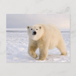 Carte Postale ours polaire, Ursus maritimus, sur glace et neige,
