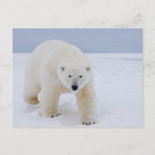 Carte Postale ours polaire, Ursus maritimus, sur glace et neige,
