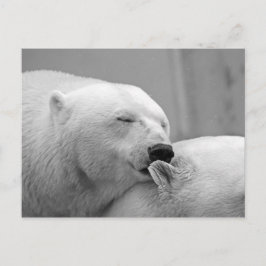 Carte Postale Ours polaires