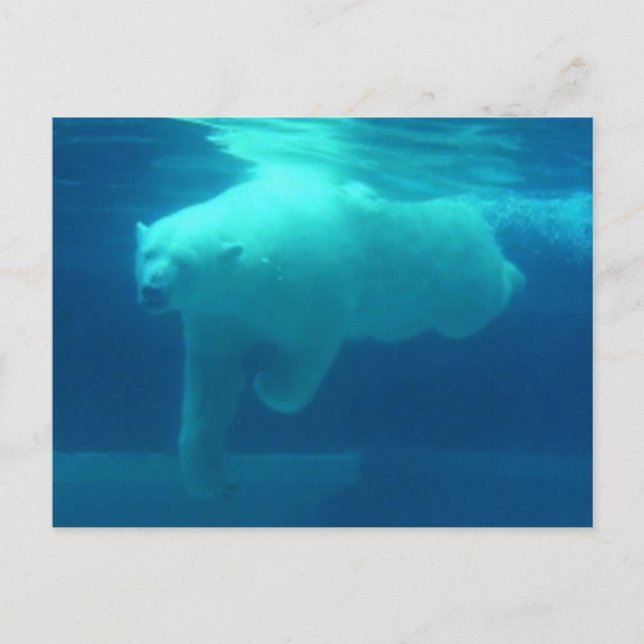 Carte Postale Ours sauvages (Devant)