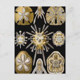 Carte Postale Oursins Vintage Dollars de Sable par Ernst Haeckel