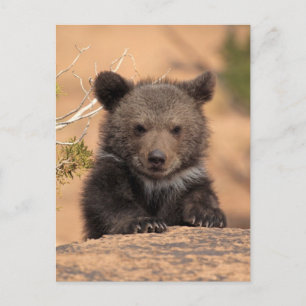 Carte Postale Ourson Grizzly
