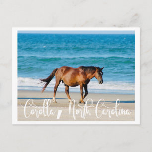 Carte Postale Outer Banks Wild Horse