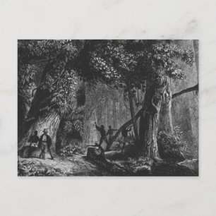 Carte Postale Ouverture de la forêt de 'Bresil, Columbie à