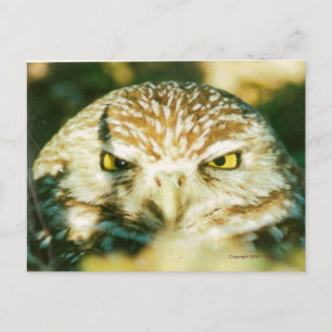 CARTE POSTALE OWL