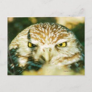 CARTE POSTALE OWL