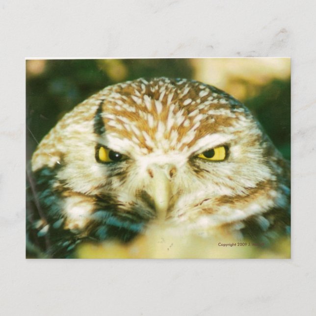 CARTE POSTALE OWL (Devant)