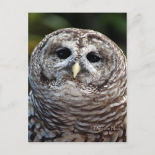 Carte postale Owl