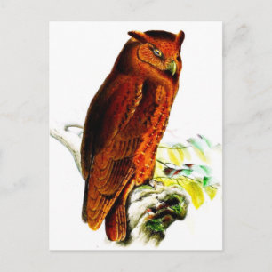 Carte postale Owl