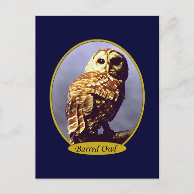 Carte postale Owl 5 (Devant)