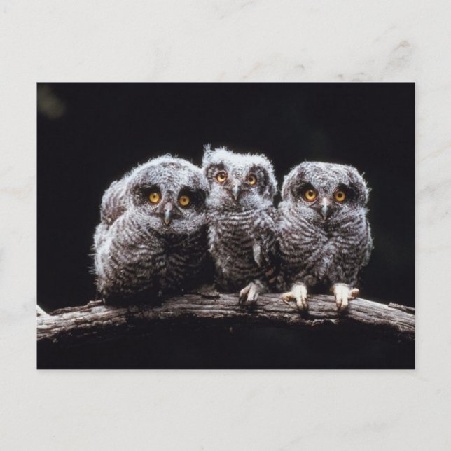 Carte Postale Owlet Trio (Devant)
