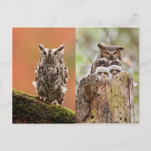 Carte postale Owls (Devant)