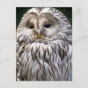 CARTE POSTALE OWLS