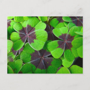 Carte Postale Oxalis Feuille - Rouge et vert