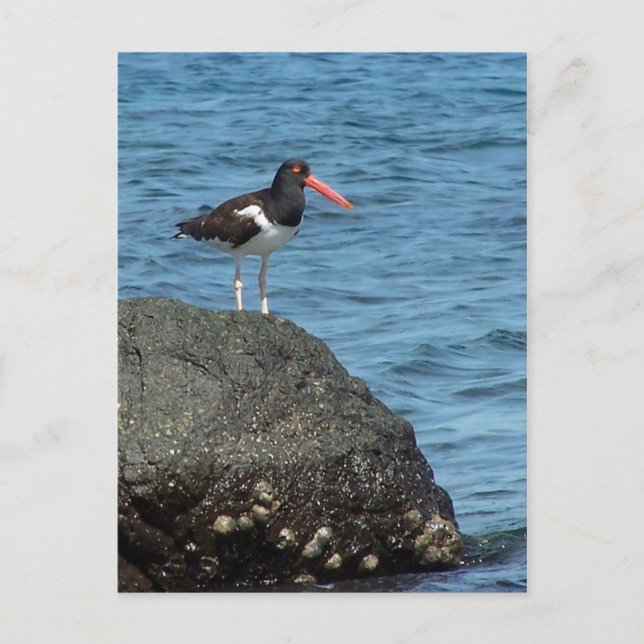 Carte postale Oystercatcher Shorbird (Devant)