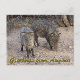 Carte Postale P1010080, salutations de l'Arizona