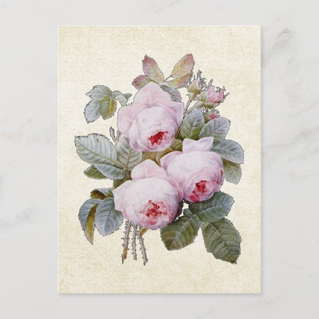 Carte Postale P.J. Redoute Bourbon Rose Floral (Devant)
