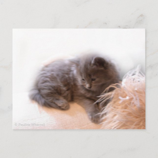 Carte Postale © P Wherrell Cute chaton gris poil long (Devant)