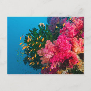 Carte Postale Pacifique Sud, Fidji, Viti Levu, Bligh Water,