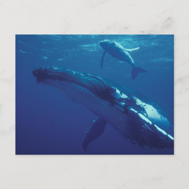 Carte Postale Pacifique Sud, Tonga. baleine à bosse et veau (Devant)