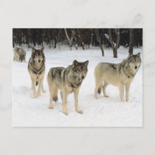 Carte Postale Pack Wolf