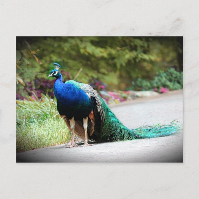 Carte Postale Pacock (Devant)