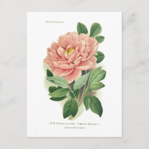 Carte Postale Paeonia moutan (Peony)