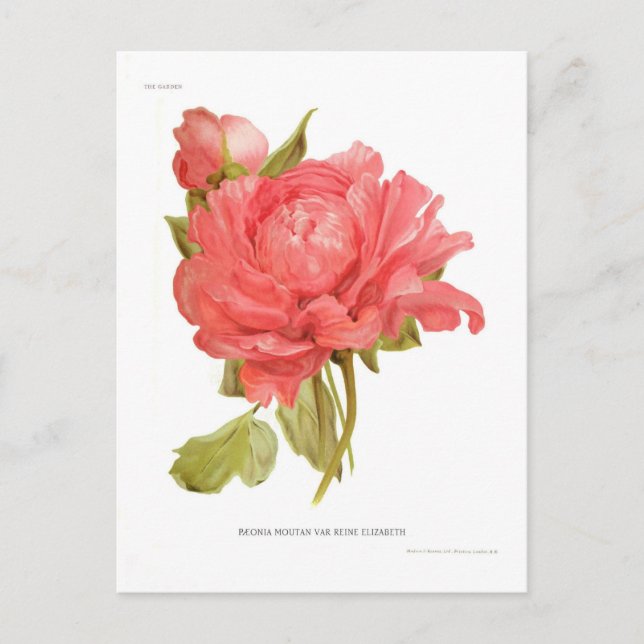 Carte Postale Paeonia moutan var Reine Elizabeth (Devant)