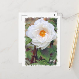 Carte Postale Paeonia ‘Renkaku’ [Carte postale ポ ド カ