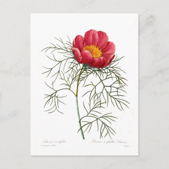 Carte Postale Paeonia tenuifolia (Devant)