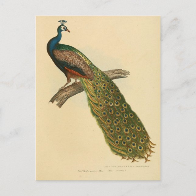 Carte Postale Page Illustration (Devant)